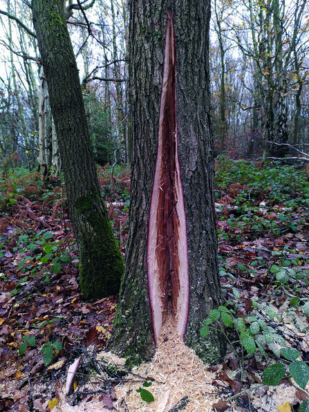 A mature tree in woodland with a long vertical strip of bark and wood removed from the trunk, exposing fresh pale and reddish timber beneath. Wood shavings are scattered around the base of the tree on a leaf-covered forest floor. Surrounding trees, bramble and autumn vegetation can be seen in the background. This is an example of the veteranising technique explained in this blog.