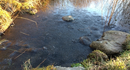 Frozen garden pond full of frogspawn