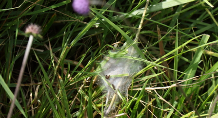 A web of marsh fritillary caterpillars 