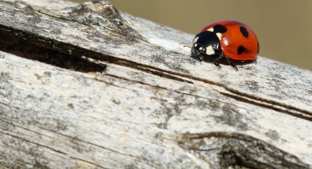 Seven spot ladybird (c) Vaughn Matthews