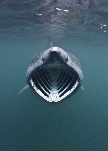 Basking shark portrait, Coll, Inner Hebrides, Scotland (c) Alexander Mustard/2020VISION