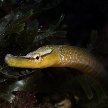 An orange worm-shaped fish with evenly spaced silver scales down it's body and a horizontal stripe on it's head