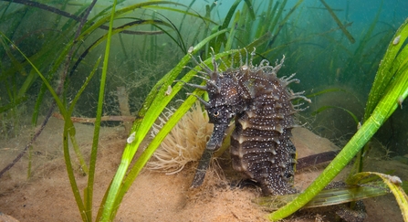 Spiny Seahorse In Seagrass