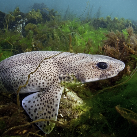 A smooth, whitish marine creature with red spots and big black eyes swims through seaweed near the seabad