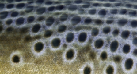 Brown trout in closeup © Alexander Mustard/2020VISION