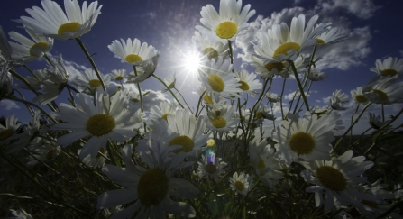 Oxeye daisies © Andrew Parkinson/2020VISION