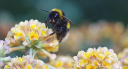 Bee on flower