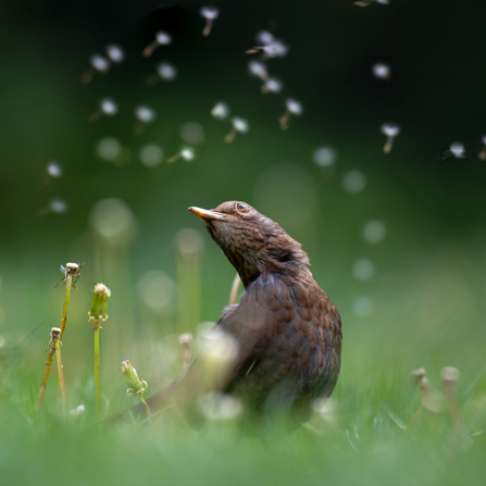 A blackbird posing in the grass whilst dandelion seeds float behind it