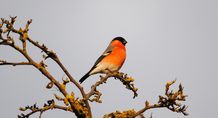 Bullfinch on a tree