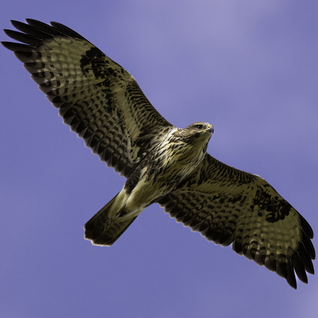 Buzzard soaring in a blue sky