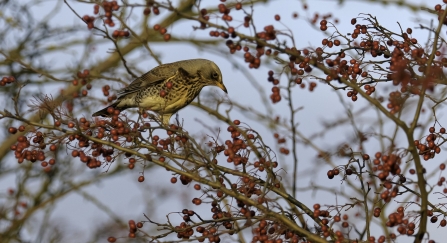 Fieldfare feeding on haw berries in autumn © Chris Gomersall/2020VISION