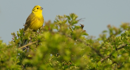 Male yellowhammer © Chris Gomersall/2020VISION