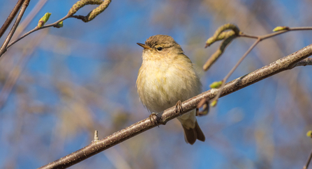 Chiffchaff (c) Janet Packham