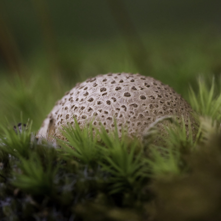 common earthball fungi on the woodland floor