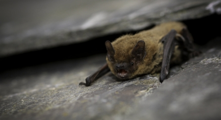 Common pipistrelle bat (c) Tom Marshall