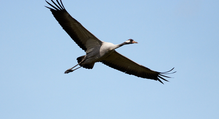 Image of common crane © WildNet - Stefan Johansson