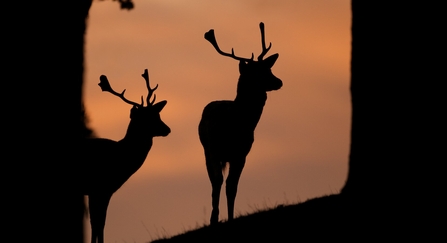 Two fallow deer at dusk