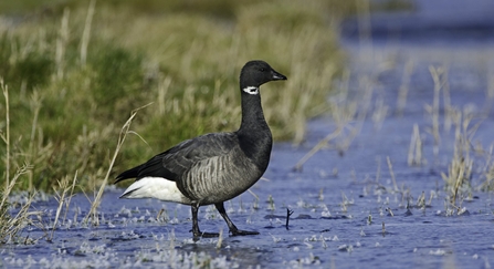 Brent goose (c) David Tipling