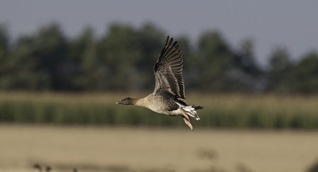 Pink-footed geese (c) David Tipling/2020VISION