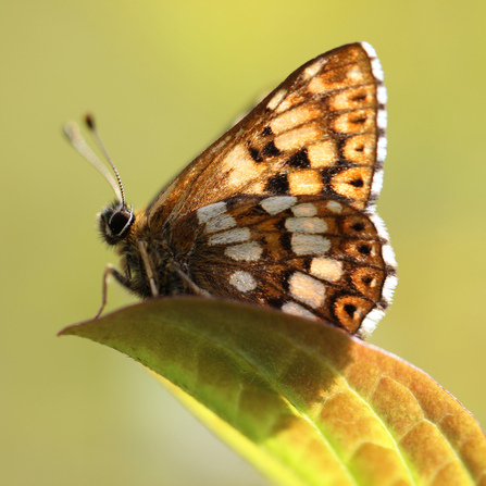 Duke of Burgundy perched on a leaf