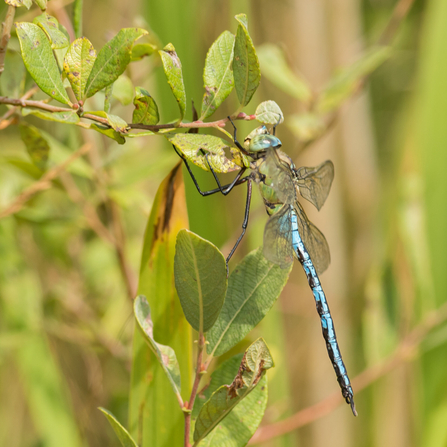 An emperor dragonfly perched on a leaf. Photograph by Janet Packham.