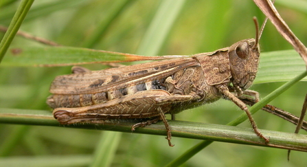 Field grasshopper (c) Philip Precey