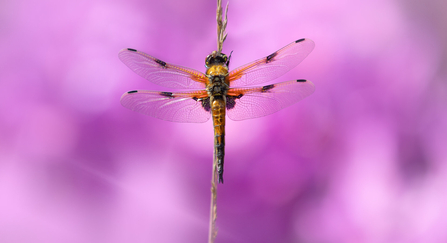 Four spotted chaser