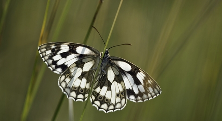 Marbled white butterfly