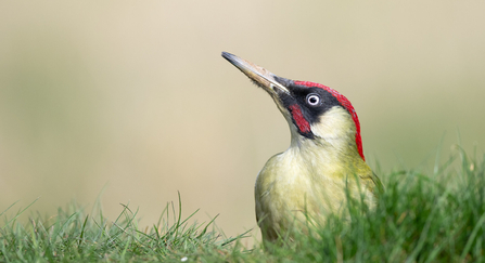 Green woodpecker