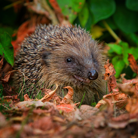 A hedgehog sat in leaf litter in a secluded spot at the bottom of a garden