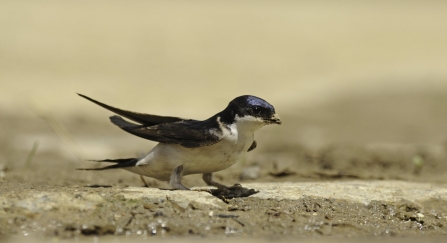 House Martin (c) Dawn Monrose