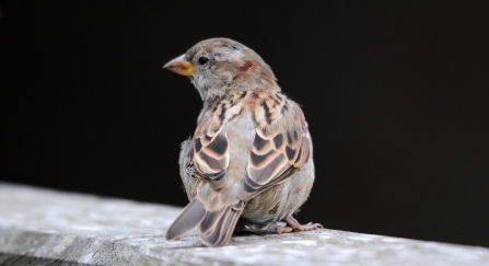 House sparrow ♀ © Amy Lewis