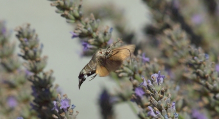 Hummingbird hawk-moth © Derek Moore