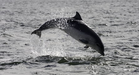 A bottlenose dolphin leaps out of the water