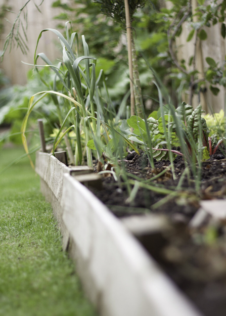 close up ground level shot of a wooden planter