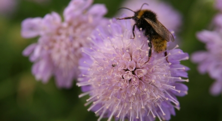 Field scabious © Kieron Huston