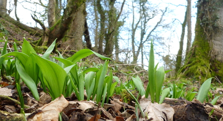 Wild garlic leaves poking through leaf litter in woodland
