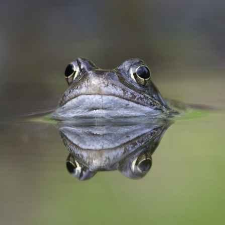 A close up of a common frog and its reflection as it pokes it's head out of a pond