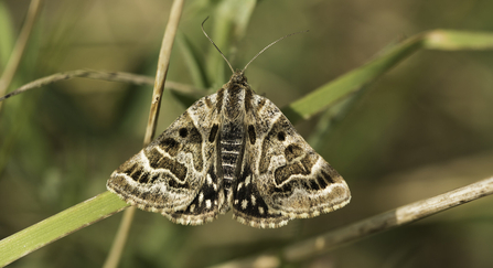 Mother Shipton Moth