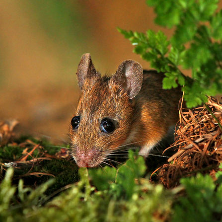 A wood mouse hiding in a secluded spot