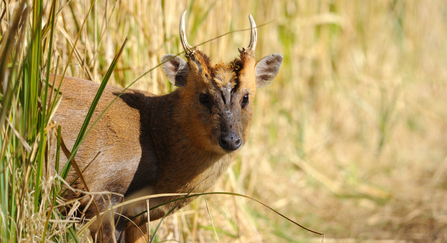 Muntjac (c) Amy Lewis