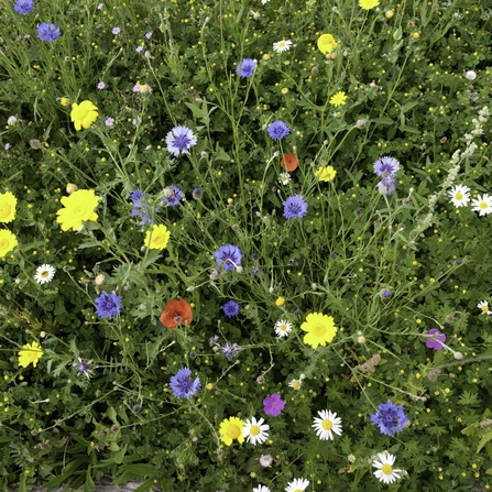 Wildflower meadow with colourful flowers