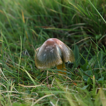 Parrot waxcap fungi in green grass