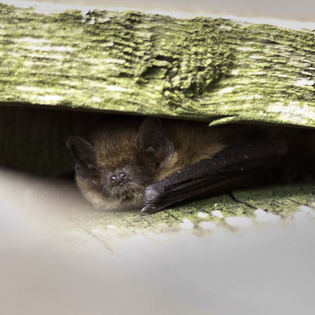 A pipistrelle bat poking its head out of its roost (C) Harry Hog