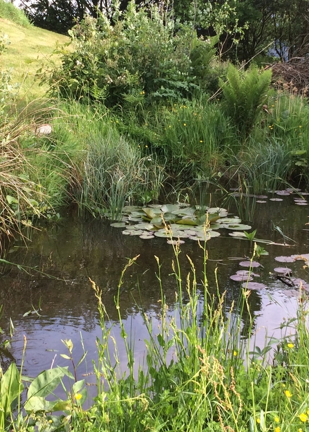 Garden pond