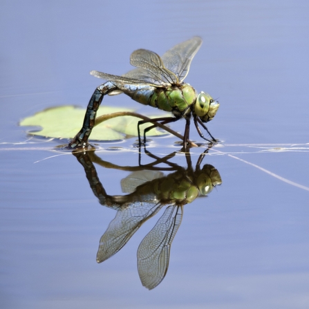 Emperor dragonfly resting on water. Photographer by Ross Hoddinott