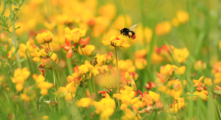 Red-tailed bumblebee on bird's foot trefoil