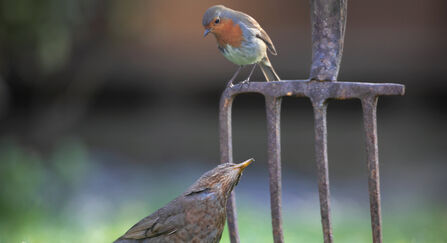 Robin sat on a garden fork looking down at a blackbird
