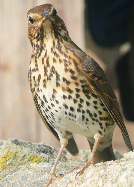 song thrush perched on a drystone wall with its head tilted to its left to face the camera