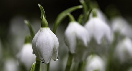 Snowdrop (galanthus nivalus) - Chris Lawrence